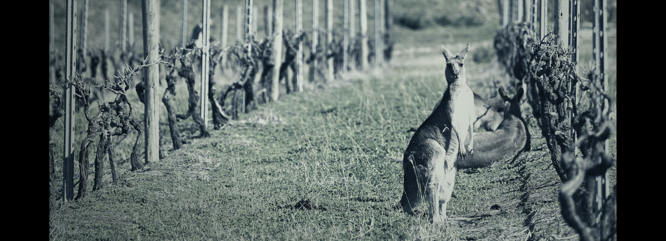 Kangaroo at RockBare vineyard
